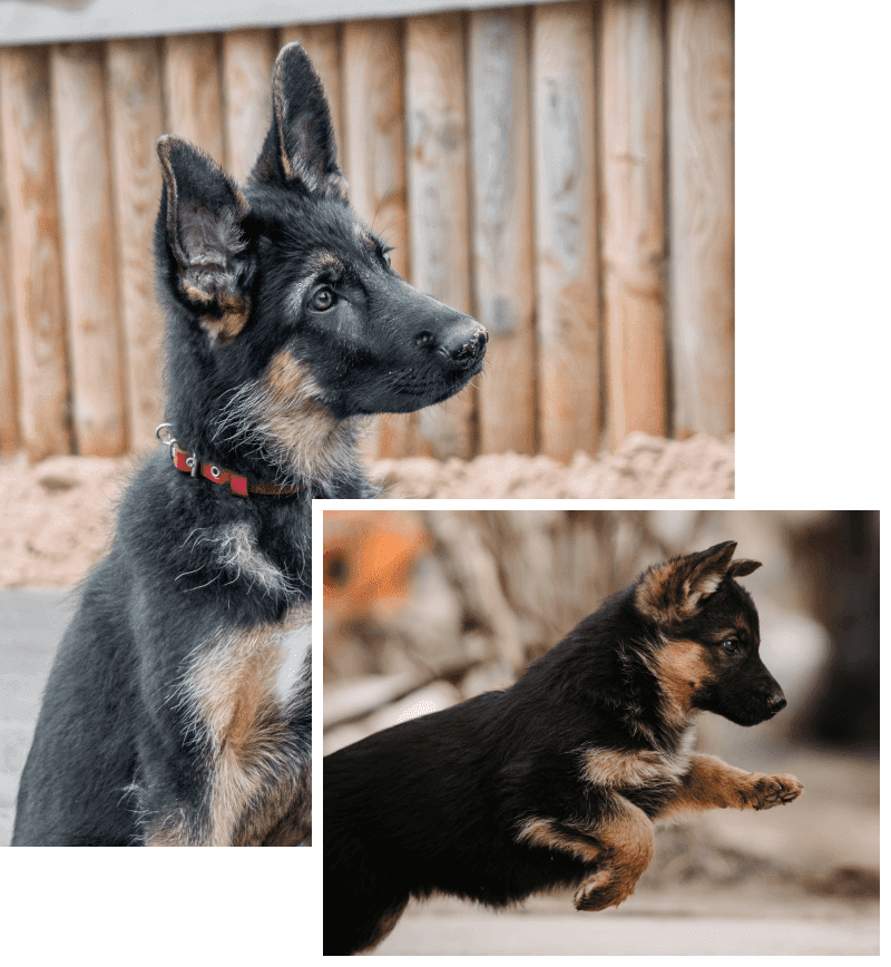 German shepherd puppies for sale akc best sale